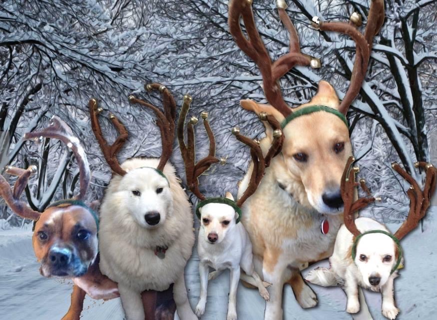 Xmas Dogs
